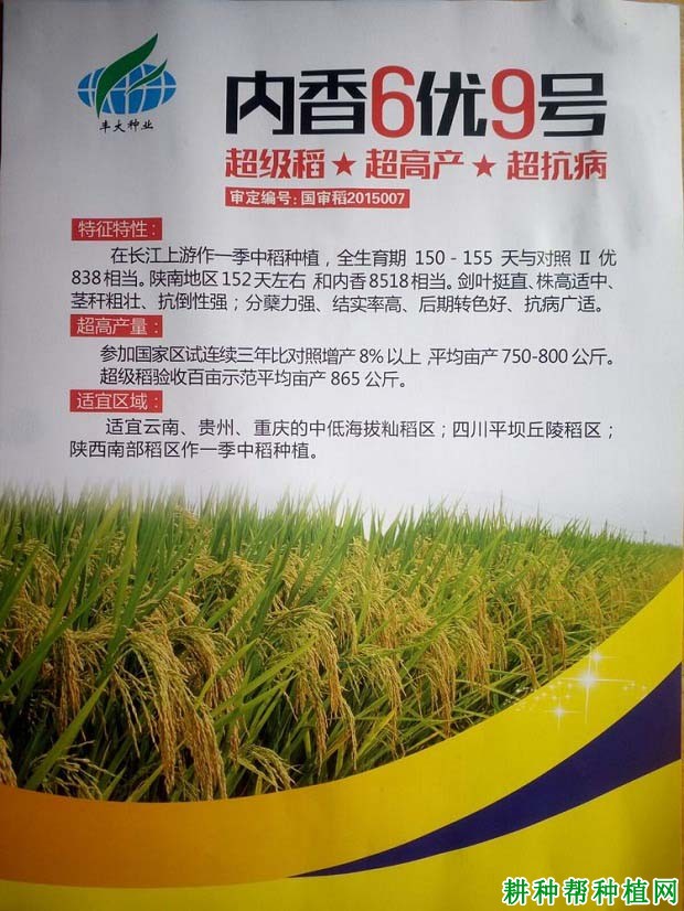 内香6优9号水稻品种好不好? 内香6优9号水稻品种好不好?