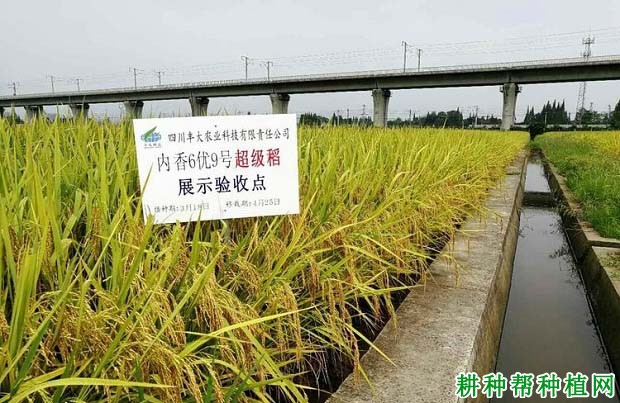 内香6优9号水稻品种好不好? 内香6优9号水稻品种好不好?