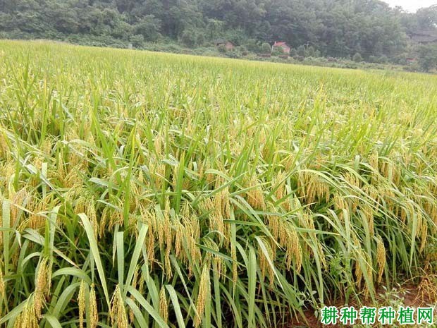 甬优4149水稻品种好不好? 甬优4149水稻品种好不好?