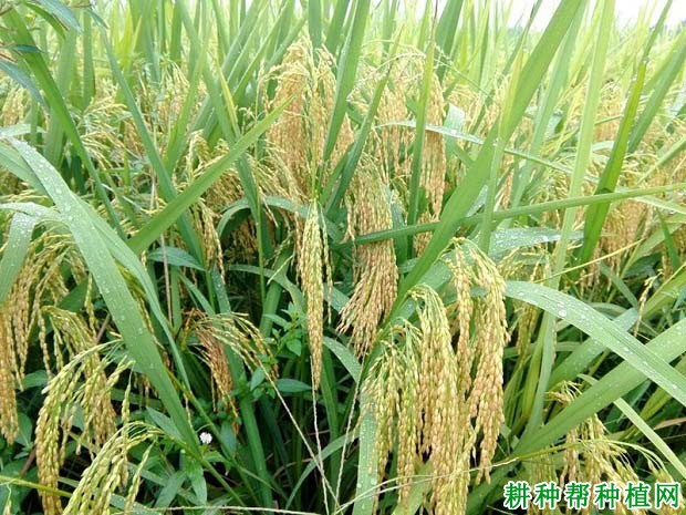 甬优4149水稻品种好不好? 甬优4149水稻品种好不好?