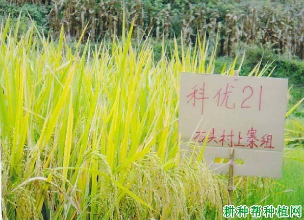 科优21杂交籼稻水稻品种好不好? 科优21杂交籼稻水稻品种好不好?