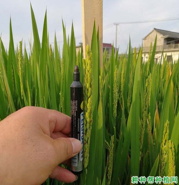 津稻565水稻品种好不好? 津稻565水稻品种好不好?