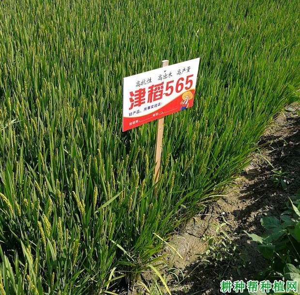 津稻565水稻品种好不好? 津稻565水稻品种好不好?