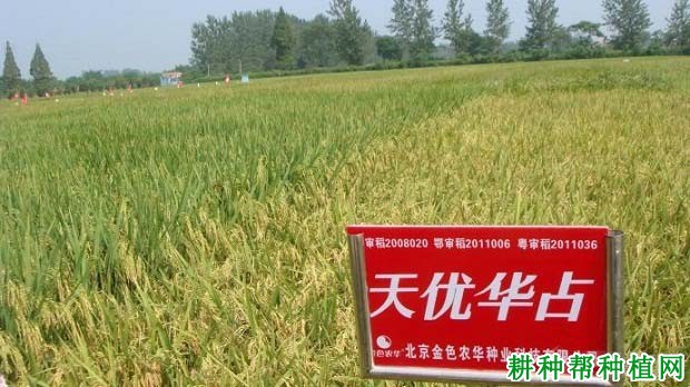 天优华占杂交籼稻水稻品种好不好? 天优华占杂交籼稻水稻品种好不好?