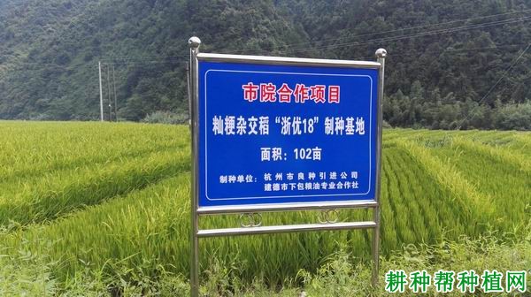 浙优18杂交粳稻水稻品种好不好? 浙优18杂交粳稻水稻品种好不好?