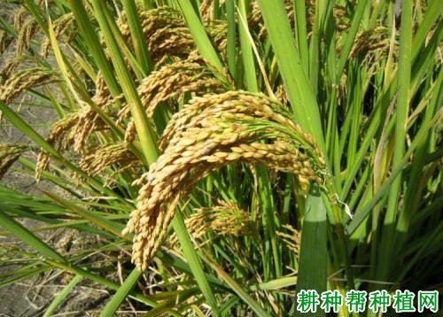 浙优18杂交粳稻水稻品种好不好? 浙优18杂交粳稻水稻品种好不好?