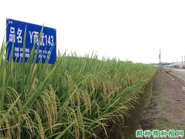 Y两优143水稻品种好不好? Y两优143水稻品种好不好?