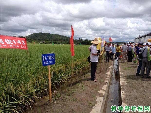Y两优143水稻品种好不好? Y两优143水稻品种好不好?