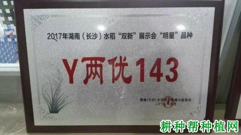 Y两优143水稻品种好不好? Y两优143水稻品种好不好?