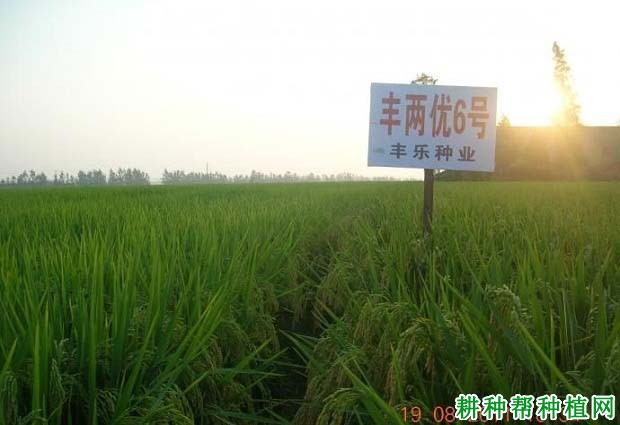 丰两优六号水稻品种好不好? 丰两优六号水稻品种好不好?