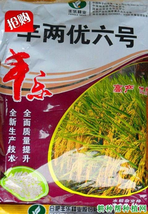 丰两优六号水稻品种好不好? 丰两优六号水稻品种好不好?