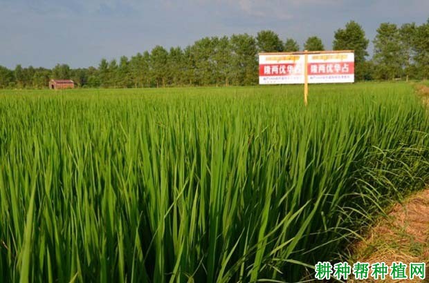 隆两优华占水稻品种好不好? 隆两优华占水稻品种好不好?
