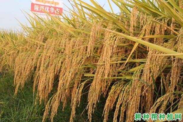 隆两优华占水稻品种好不好? 隆两优华占水稻品种好不好?