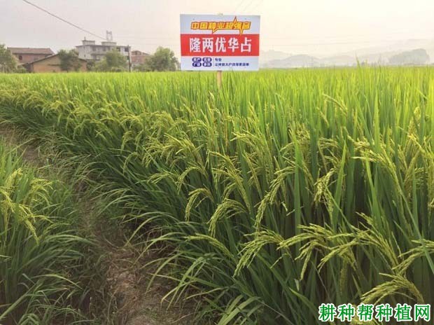 隆两优华占水稻品种好不好? 隆两优华占水稻品种好不好?
