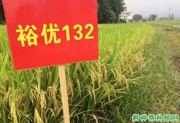 裕优132水稻品种好不好? 裕优132水稻品种好不好?