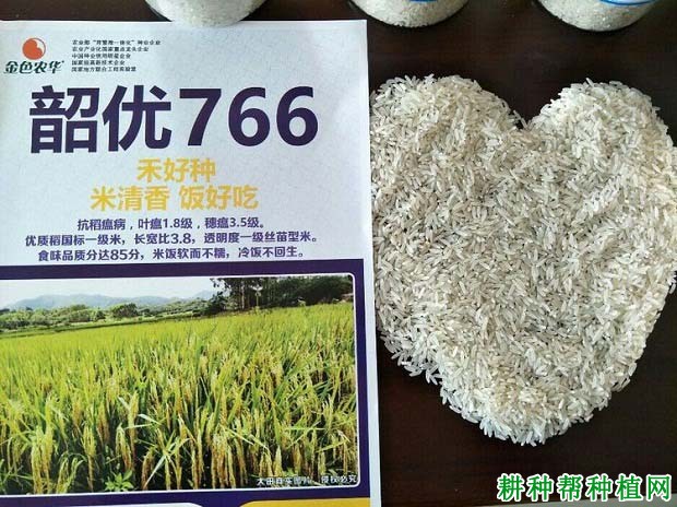 韶优766水稻品种好不好? 韶优766水稻品种好不好?
