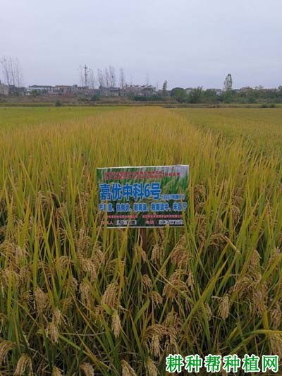 嘉优中科6号水稻品种好不好? 嘉优中科6号水稻品种好不好?