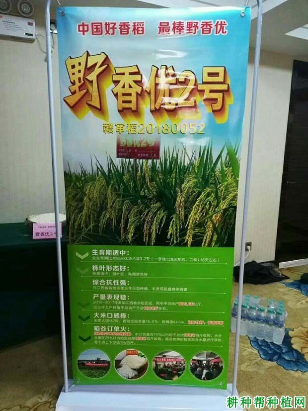 野香优2号水稻品种好不好? 野香优2号水稻品种好不好?