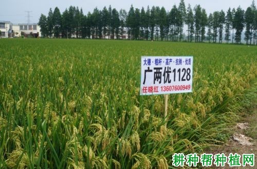 广两优1128水稻品种好不好? 广两优1128水稻品种好不好?