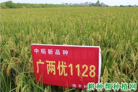 广两优1128水稻品种好不好? 广两优1128水稻品种好不好?