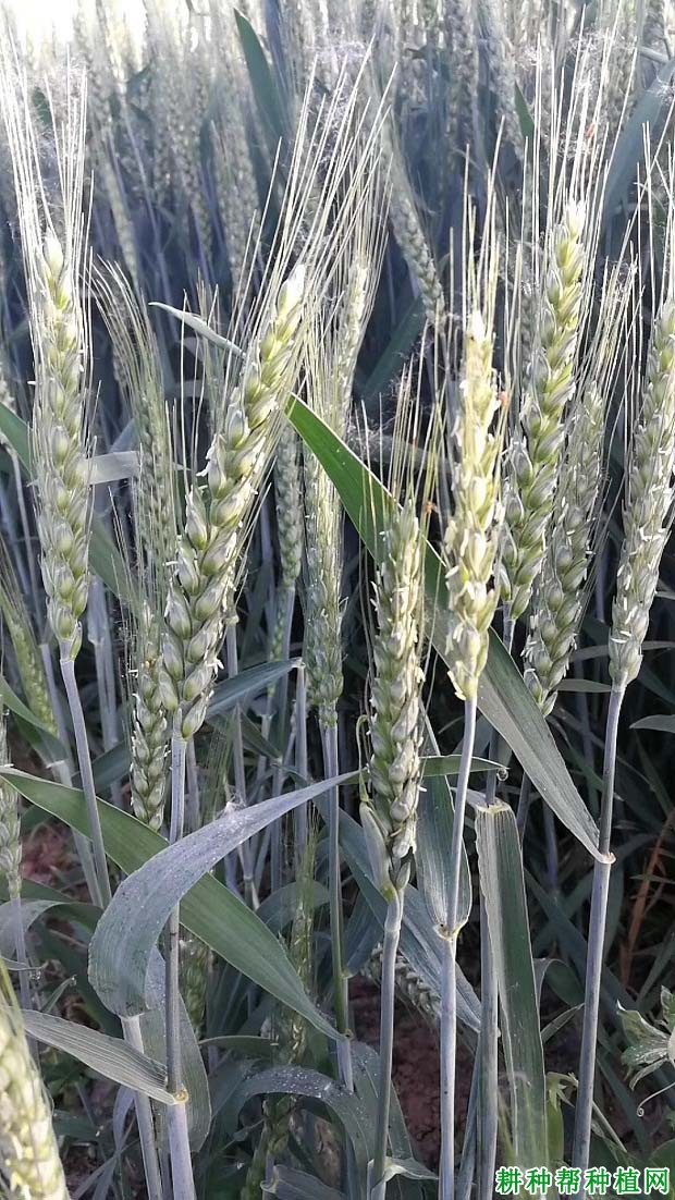 濉1309小麦品种好不好? 濉1309小麦品种好不好?