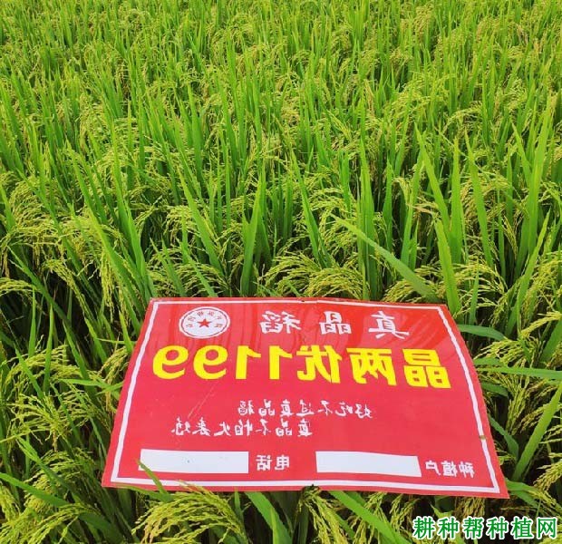 晶两优1199水稻品种好不好? 晶两优1199水稻品种好不好?