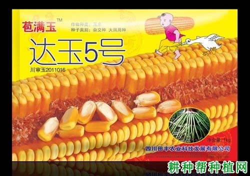 达玉5号玉米品种好不好? 达玉5号玉米品种好不好?