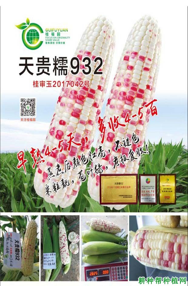 天贵糯932玉米品种好不好? 天贵糯932玉米品种好不好?