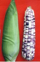 粤花糯1号玉米品种好不好? 粤花糯1号玉米品种好不好?