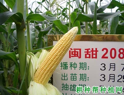 闽甜208甜糯玉米品种好不好? 闽甜208甜糯玉米品种好不好?