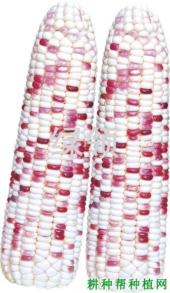 萃甜糯608甜糯玉米品种好不好? 萃甜糯608甜糯玉米品种好不好?