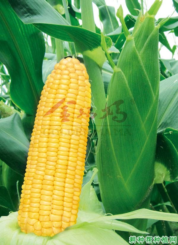 金百甜15玉米品种好不好? 金百甜15玉米品种好不好?