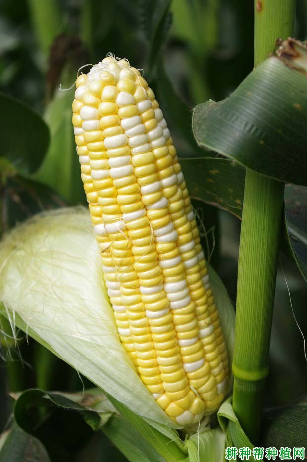 华美甜8号甜糯玉米品种好不好? 华美甜8号甜糯玉米品种好不好?