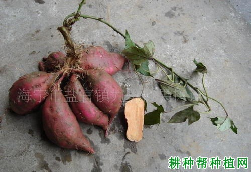 浙薯6025红薯品种好不好? 浙薯6025红薯品种好不好?