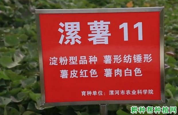 漯薯11红薯品种好不好? 漯薯11红薯品种好不好?