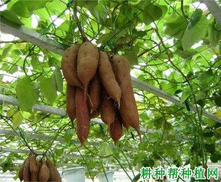 湛薯271红薯品种好不好? 湛薯271红薯品种好不好?