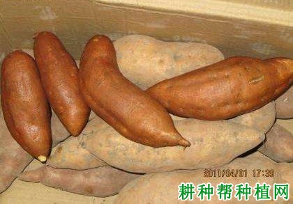冀薯71红薯品种好不好? 冀薯71红薯品种好不好?
