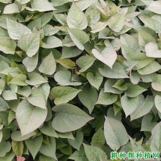 济薯25红薯品种好不好? 济薯25红薯品种好不好?