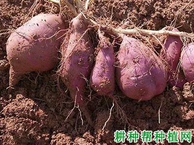 济薯25红薯品种好不好? 济薯25红薯品种好不好?
