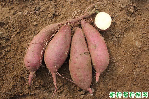 济薯25红薯品种好不好? 济薯25红薯品种好不好?