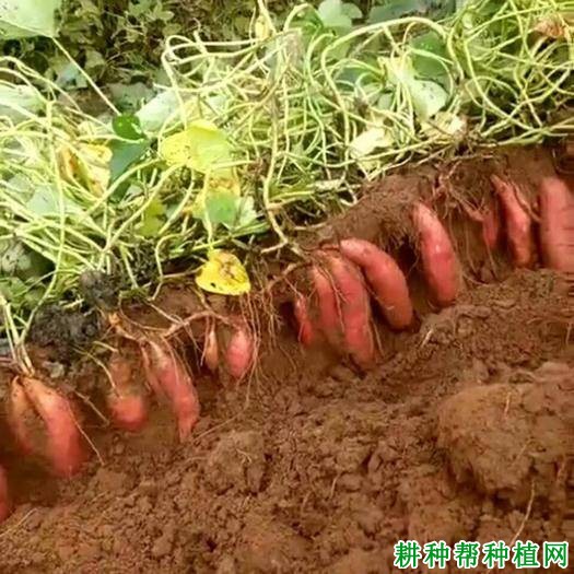 济薯25红薯品种好不好? 济薯25红薯品种好不好?