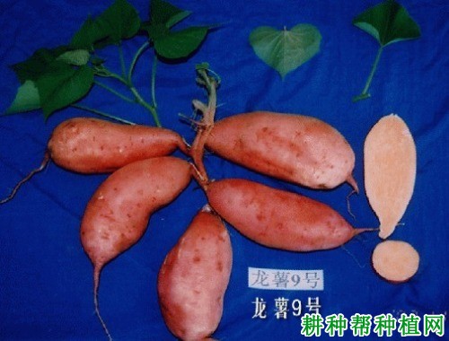 龙薯9号红薯品种好不好? 龙薯9号红薯品种好不好?