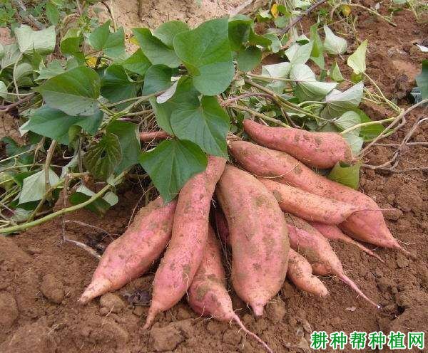 龙薯9号红薯品种好不好? 龙薯9号红薯品种好不好?