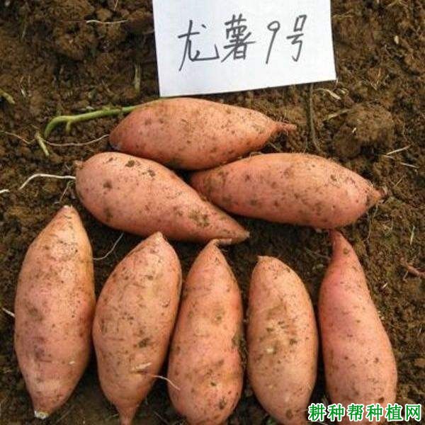 龙薯9号红薯品种好不好? 龙薯9号红薯品种好不好?