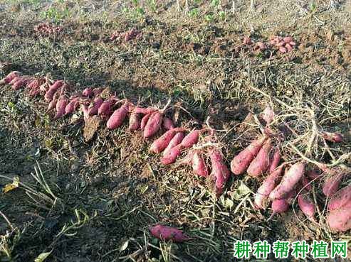 徐薯32红薯品种好不好? 徐薯32红薯品种好不好?