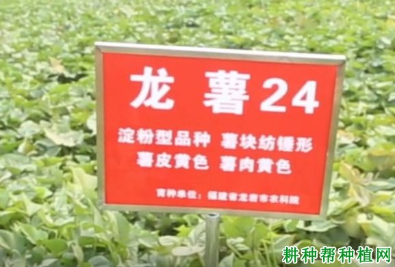 龙薯24号红薯品种好不好? 龙薯24号红薯品种好不好?