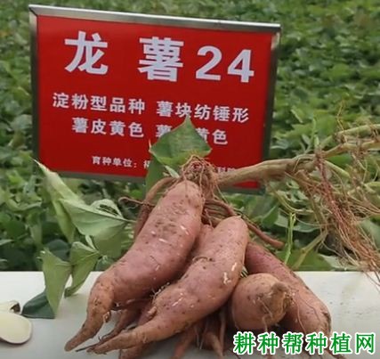龙薯24号红薯品种好不好? 龙薯24号红薯品种好不好?