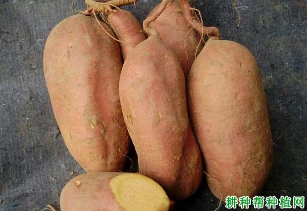 冀薯982红薯品种好不好? 冀薯982红薯品种好不好?
