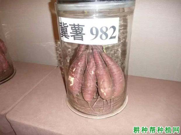 冀薯982红薯品种好不好? 冀薯982红薯品种好不好?
