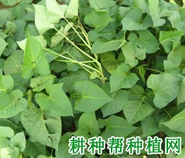桂紫薯2号红薯品种好不好? 桂紫薯2号红薯品种好不好?